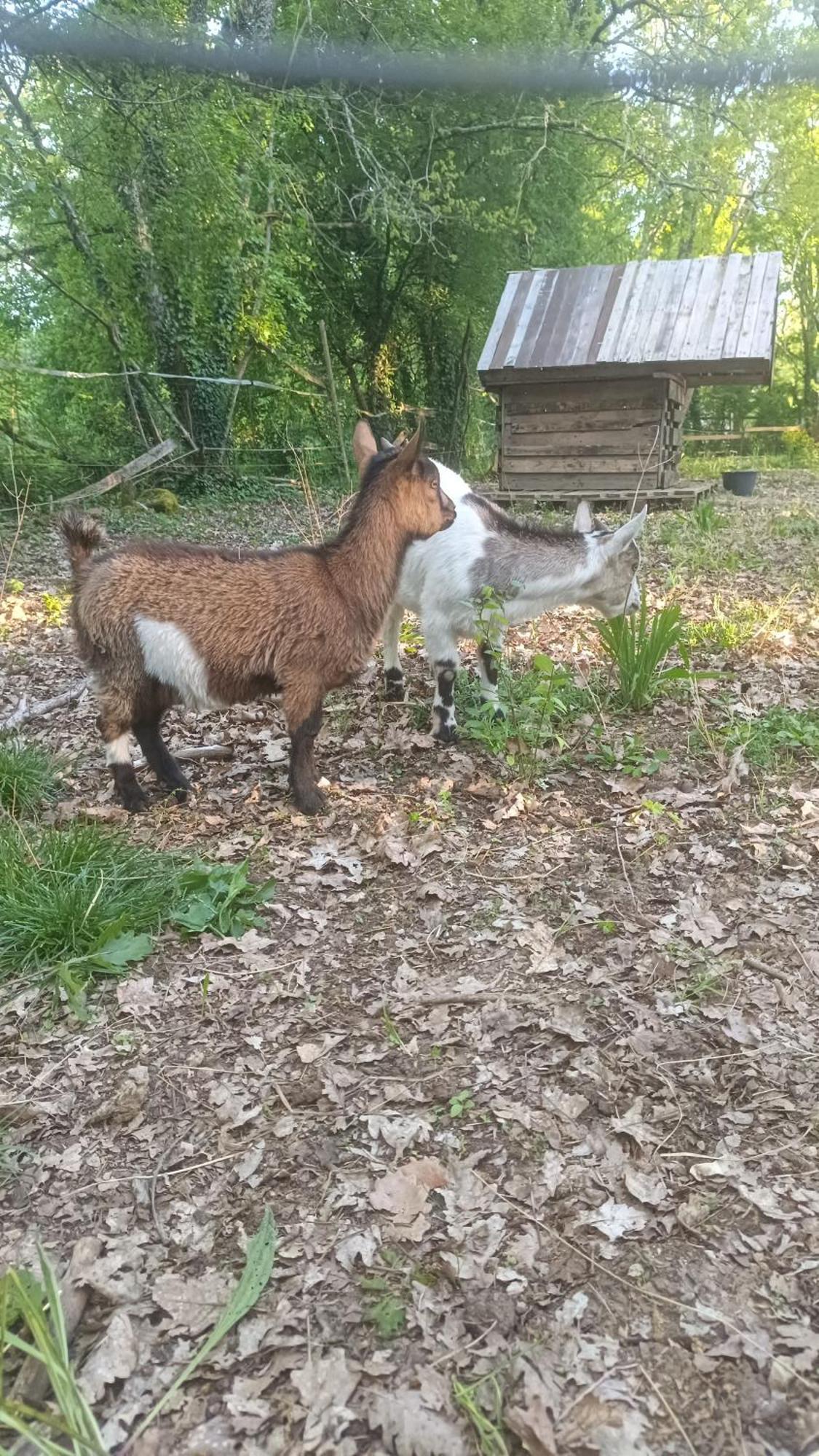 N°2 Gite 4 Personnes* Au Coeur De La Nature Saint-Aubin-de-Nabirat Exteriör bild
